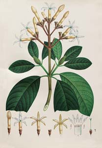 Quina. Cinchona Ovalifolia. Lámina de la Real Expedición Botánica del Nuevo Reino de Granada, 1783-1816.